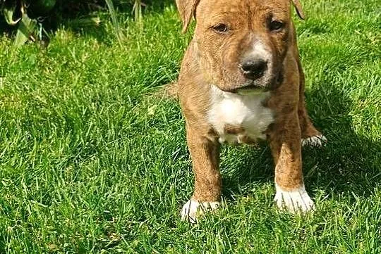 Szczeniaczki amstaff, Mazowieckie, Wyszków