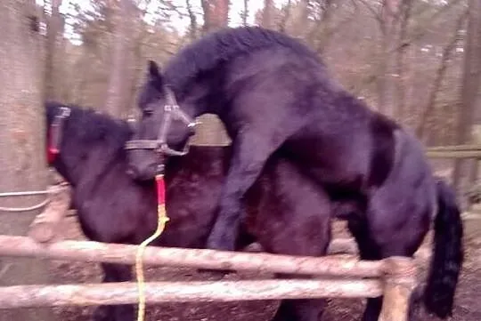 Sprzedam lub zamienie