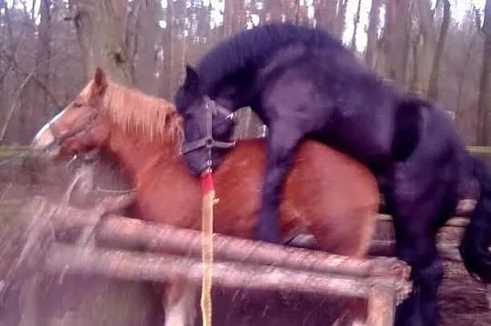 Sprzedam lub zamienie