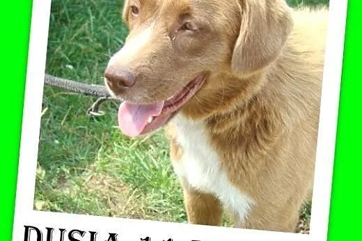 11mies.średnia,czekoladowa,spokojna suczka DUSIA.A