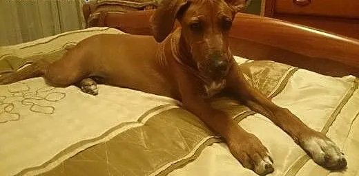 Rhodesian Ridgeback - 4 miesięczny szczeniak do od