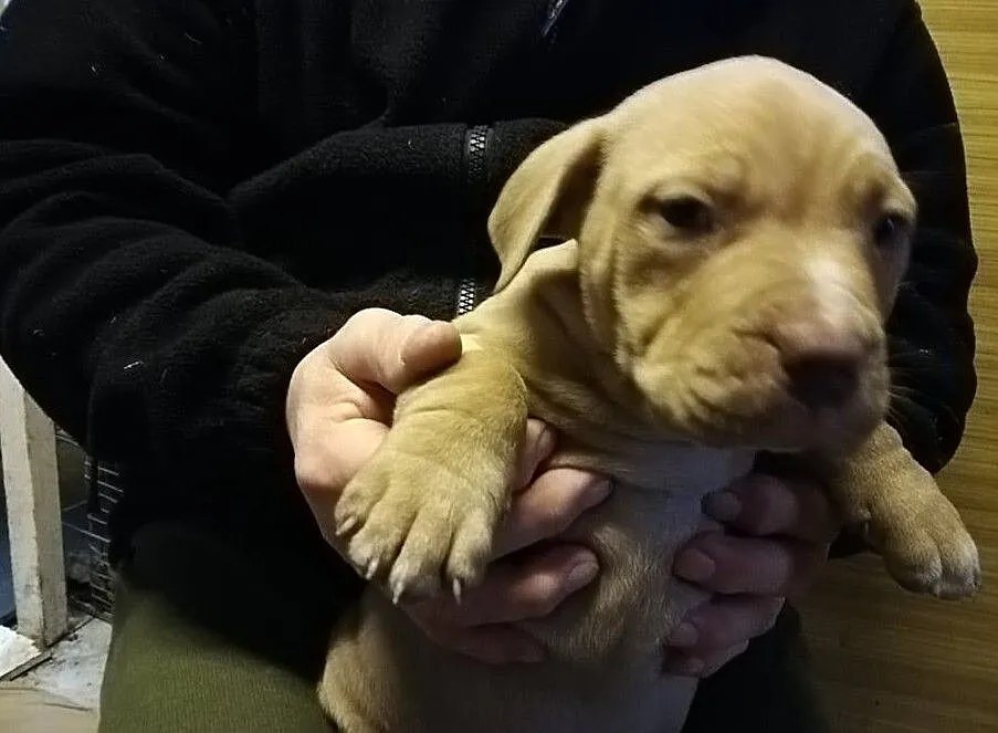 Pit Bull Red Nose, , Burzenin