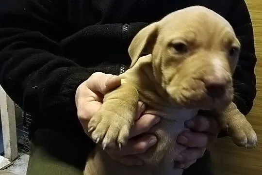 Pit Bull Red Nose, , Burzenin