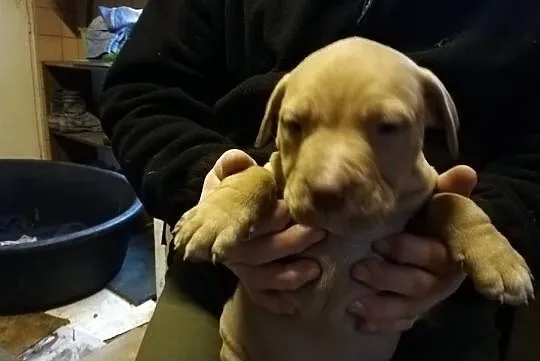 Pit Bull Red Nose, , Burzenin