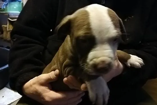 Pit Bull Red Nose, , Burzenin