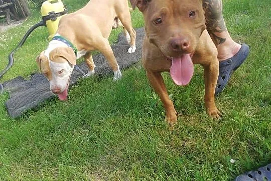 Pit Bull Red Nose, , Burzenin