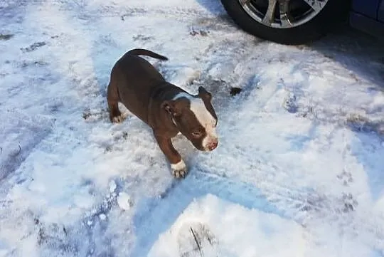 Pit Bull Red Nose, , Burzenin