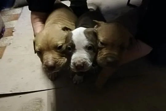 Pit Bull Red Nose, , Burzenin