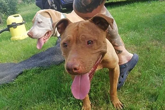 Pit Bull Red Nose, , Burzenin