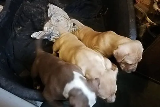 Pit Bull Red Nose, , Burzenin