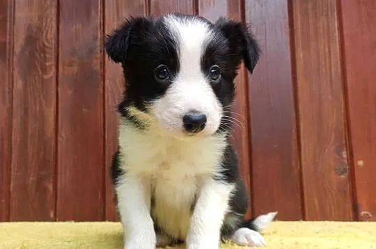 Szczeniak BORDER COLLIE z Hodowli - Rasowa suczka z pełną dok.