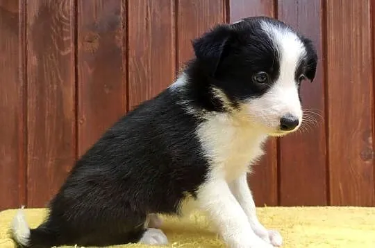 Szczeniak BORDER COLLIE z Hodowli - Rasowa suczka z pełną dok., Podkarpackie, Iwonicz