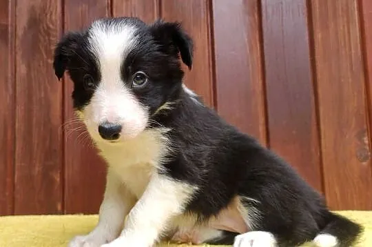 Szczeniak BORDER COLLIE z Hodowli - Rasowa suczka z pełną dok., Podkarpackie, Iwonicz