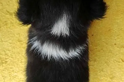Szczeniak BORDER COLLIE z Hodowli - Rasowa suczka z pełną dok., Podkarpackie, Iwonicz