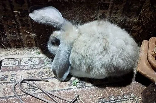 Baran francuski samce, Podkarpackie, Maćkówka