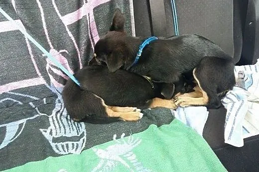 Uratowane z łańcucha szczeniaki i mama szukają dom