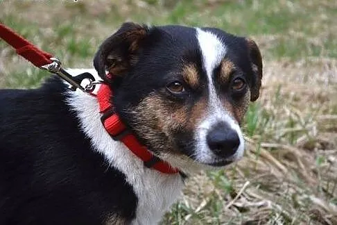 Triko - trójkolorowy, piękny maluch :),  warmińsko