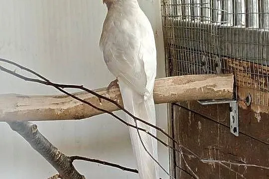 Papugi Rozella królewska mutacje pastele, Wielkopolskie, Kalisz