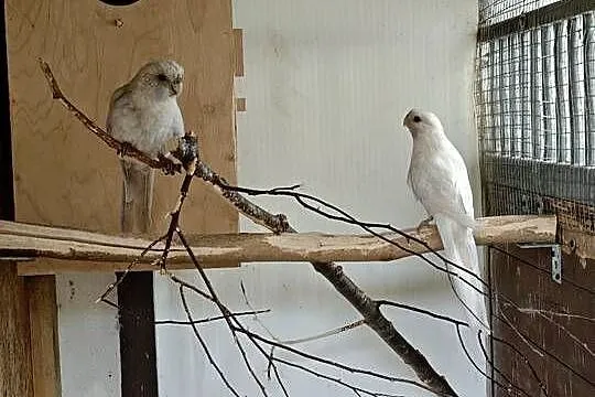 Papugi Rozella królewska mutacje pastele, Wielkopolskie, Kalisz