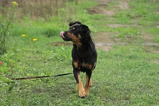 Roki- wspaniały kompan na całe życie!