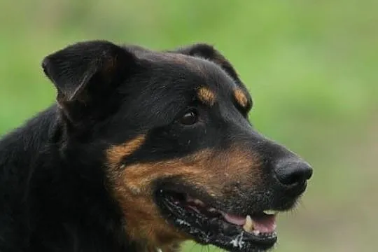 Roki- wspaniały kompan na całe życie!