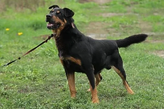 Roki- wspaniały kompan na całe życie!