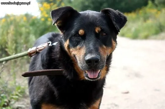 Roki- wspaniały kompan na całe życie!