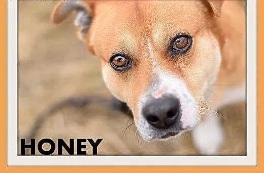 HONEY,krótkie łapki,wielkie serce,łagodny,spokojny