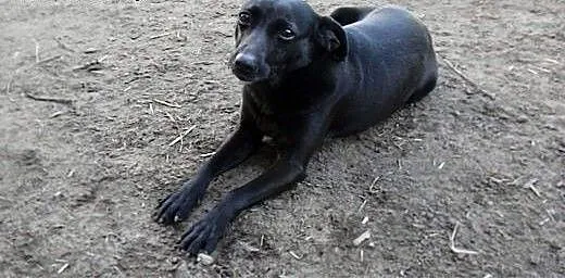 Psia przylepa Marika szuka domu, dolnośląskie Wro