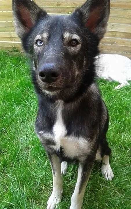 Cudny mix husky Dizo szuka domku., podkarpackie P
