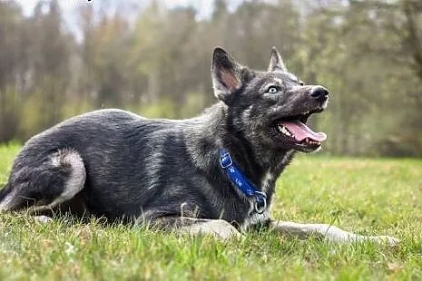 Cudny mix husky Dizo szuka domku.,  podkarpackie P