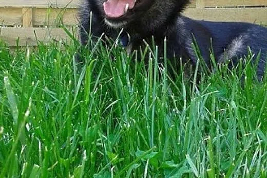 Cudny mix husky Dizo szuka domku.,  podkarpackie P