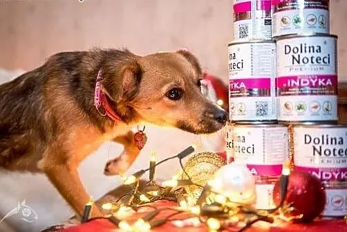 Mądra, aktywna suczka- Lorka szuka domu i kochając