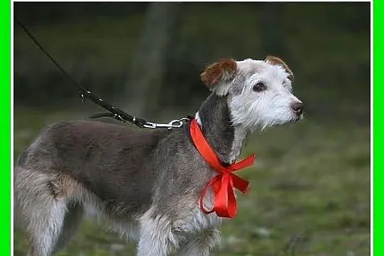 Uratowany piesek, nie widzi na jedno oko,łagodny,b