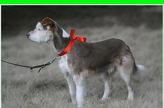 Uratowany piesek, nie widzi na jedno oko,łagodny,b