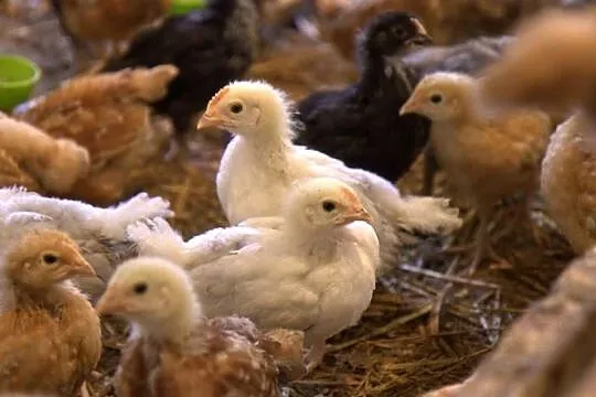 Kury nioski młode m.in. Rosa, Greenshell, Darkshell, Leghorn, Śląskie, Łaziska
