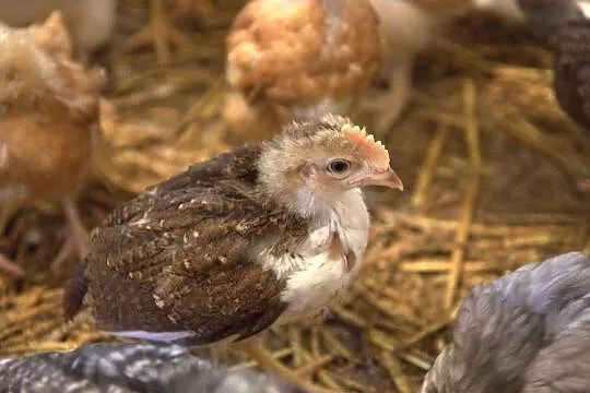Kury nioski młode m.in. Rosa, Greenshell, Darkshell, Leghorn, Śląskie, Łaziska