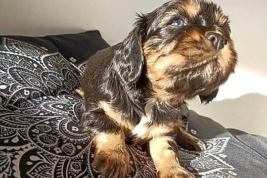 Suczka Cavalier King Charles spaniel maści B&t