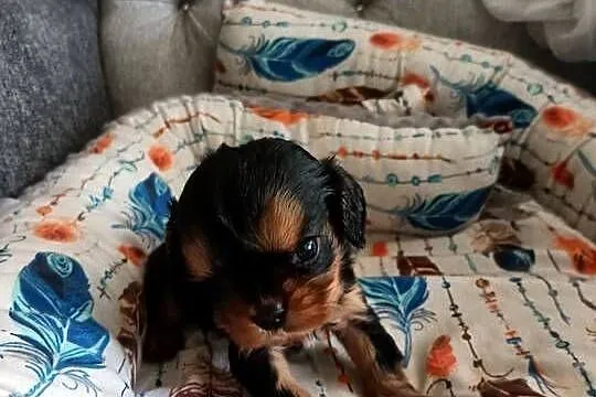 Suczka Cavalier King Charles spaniel maści B&t, Śląskie, Tarnowskie Góry