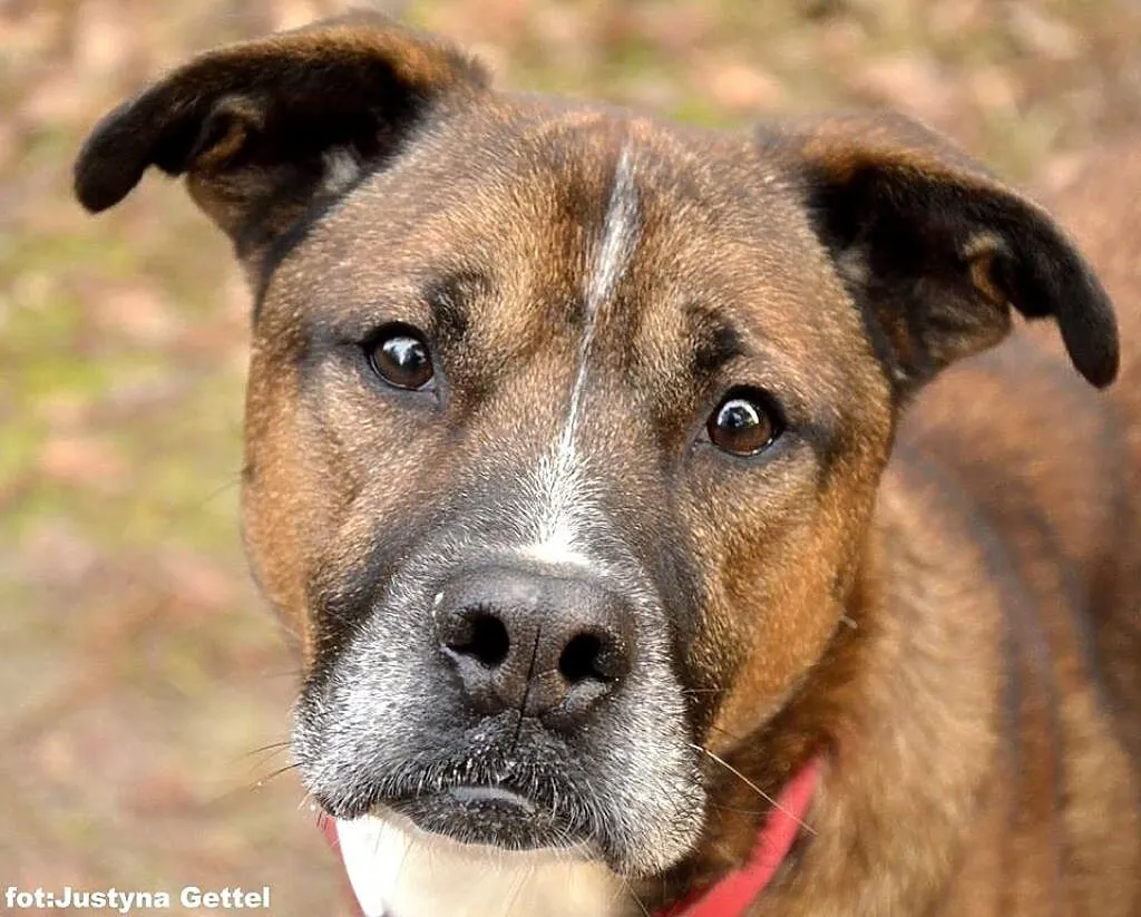 Dingo, piękny mix pitbull_bokser szuka odpowiedzia