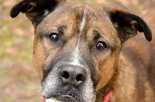 Dingo, piękny mix pitbull_bokser szuka odpowiedzia