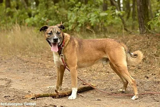 Dingo, piękny mix pitbull_bokser szuka odpowiedzia