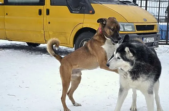 Dingo, piękny mix pitbull_bokser szuka odpowiedzia