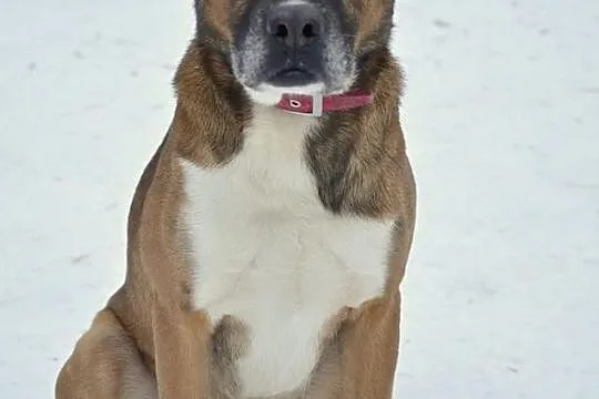 Dingo, piękny mix pitbull_bokser szuka odpowiedzia