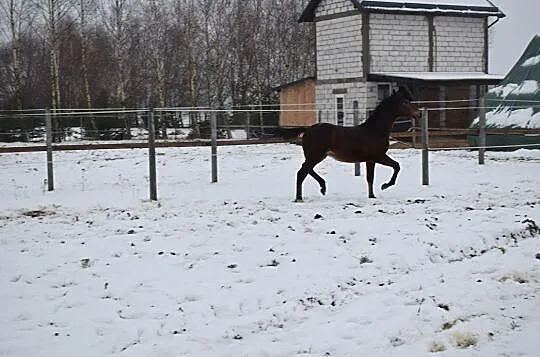 Ogierek z linii Capitol/ IndoctroI matka Comaneci DD/ Utrerano VII, , Stegna