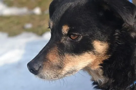Pokochaj i przygarnij Czarka