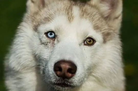 Przepiękny Szerpa, zrównoważony, grzeczny HUSKY adopcja