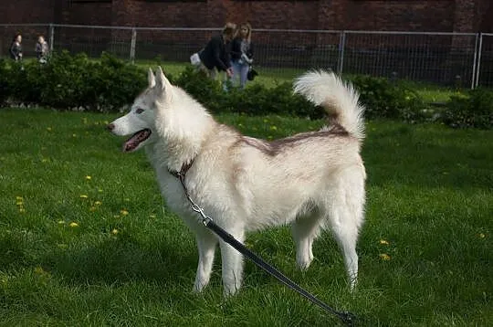 Przepiękny Szerpa, zrównoważony, grzeczny HUSKY ad