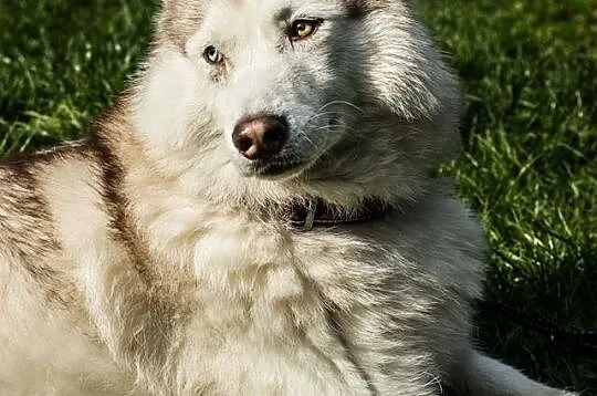 Przepiękny Szerpa, zrównoważony, grzeczny HUSKY ad