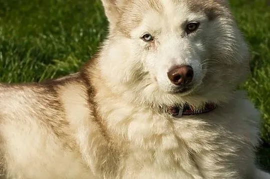 Przepiękny Szerpa, zrównoważony, grzeczny HUSKY ad